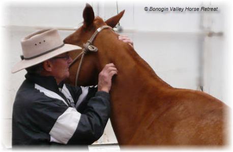 man treating horse